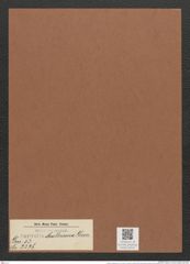 Surirella moelleriana Grun. (de-Toni-Nr.: Genus 53, Species 2376) Zeichnungen Sammlung Grunow Mappe 02531 (Herbarium_W_Grunow_drawings_Folder_02531)